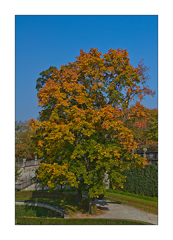 der baum