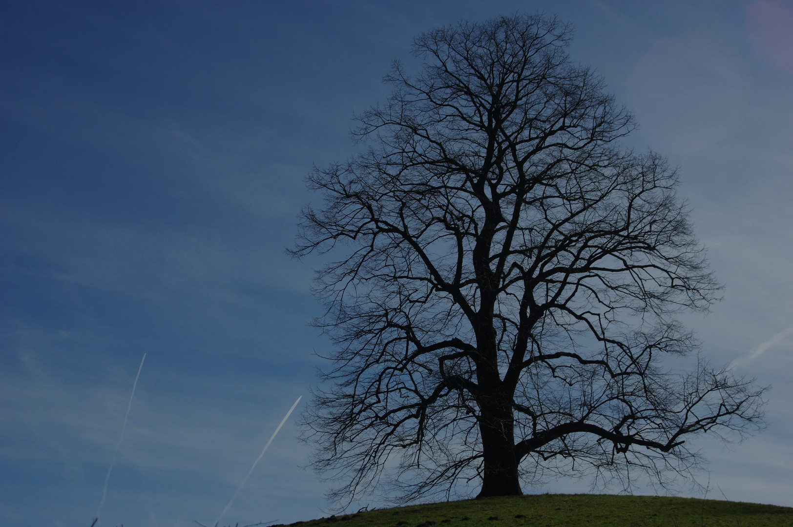 DER Baum