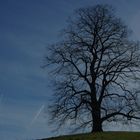 DER Baum