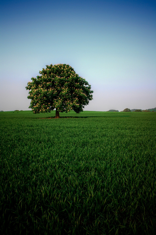 Der Baum