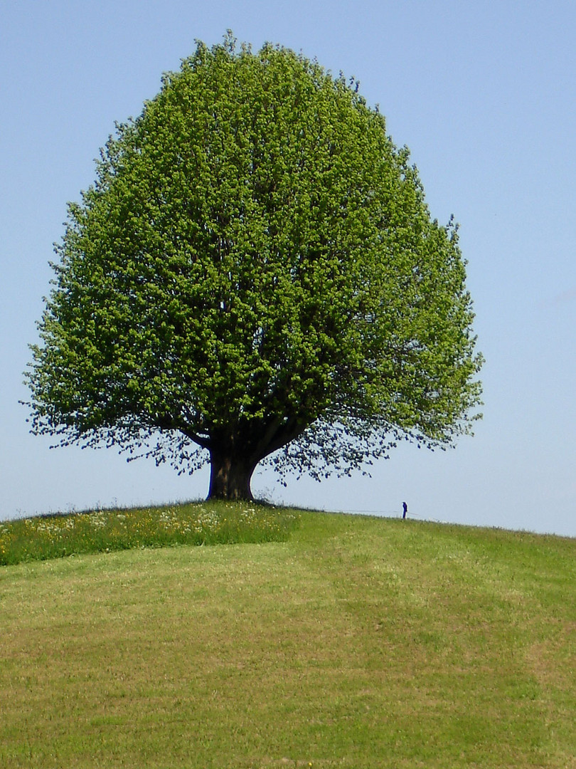 Der Baum