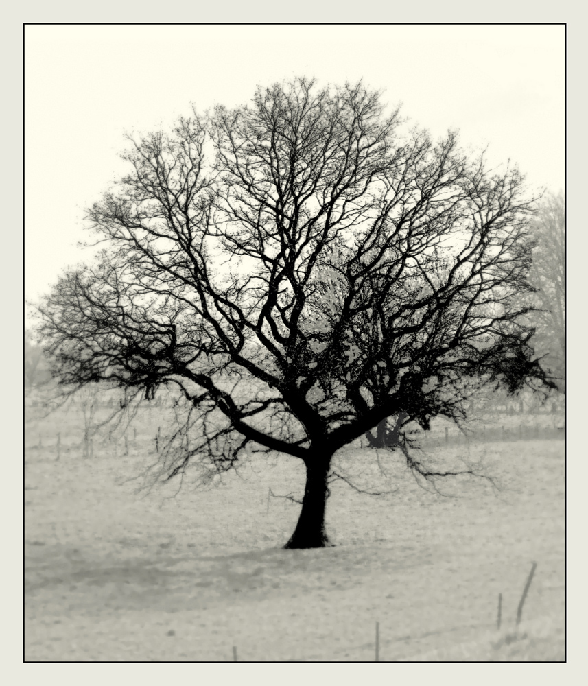 der Baum