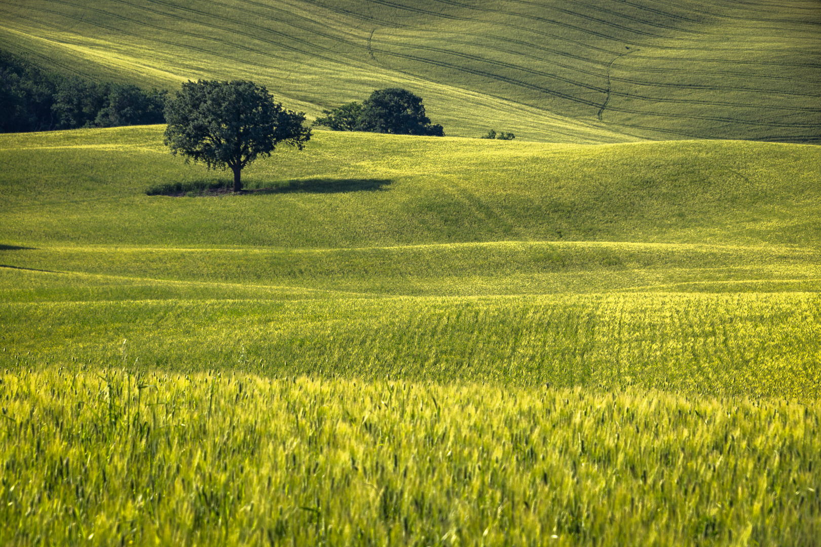 Der Baum