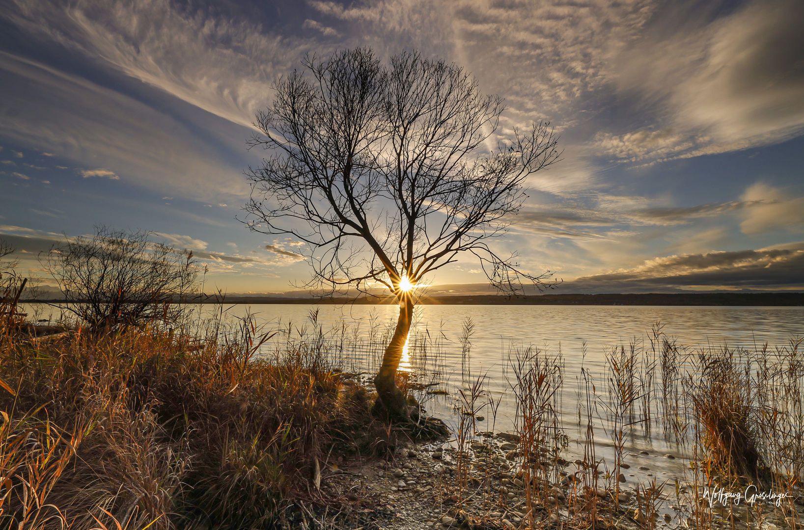 Der Baum