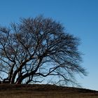 Der Baum