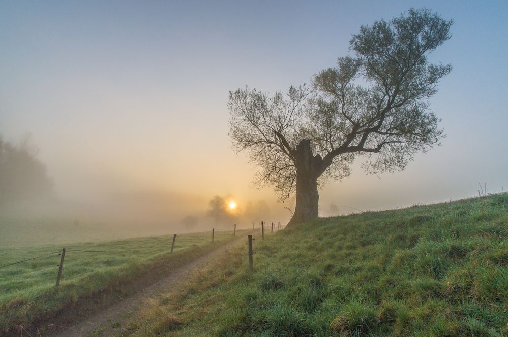 Der Baum