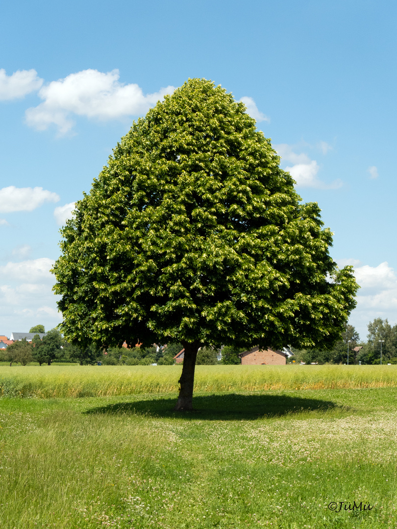 Der Baum