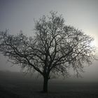 Der Baum