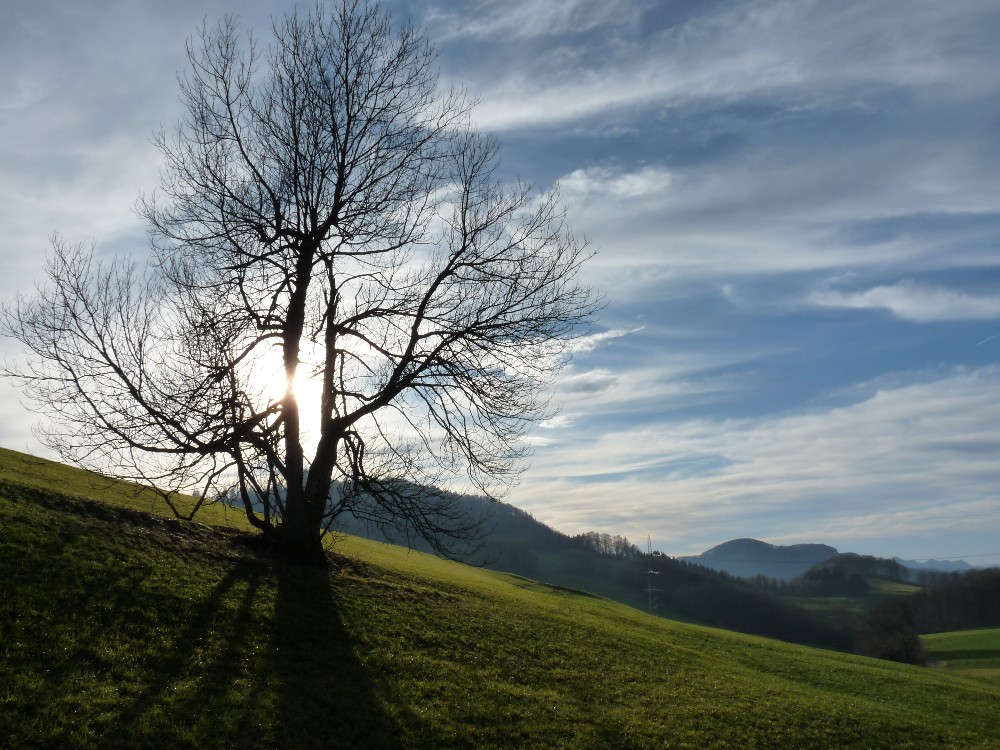 Der Baum