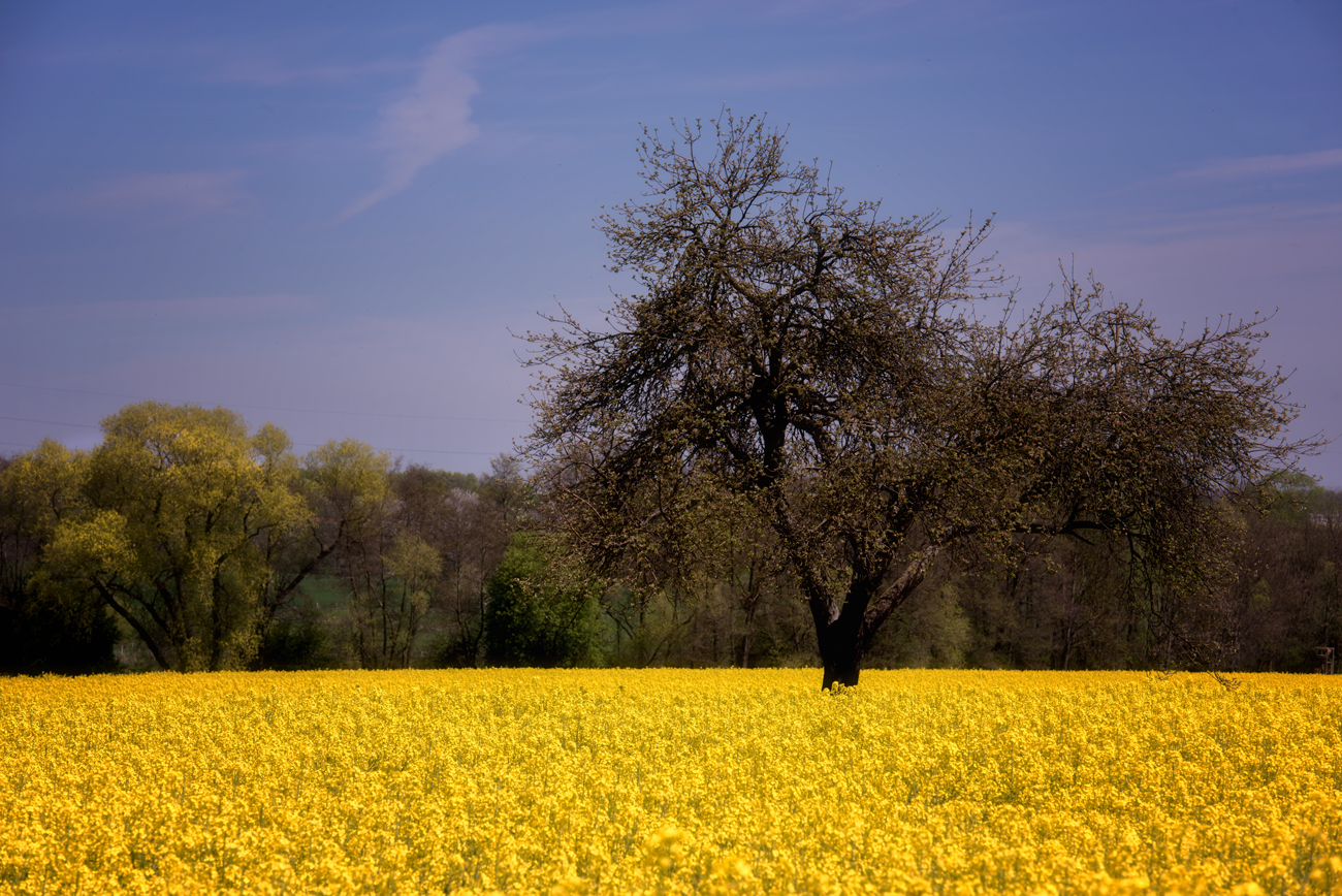 Der Baum