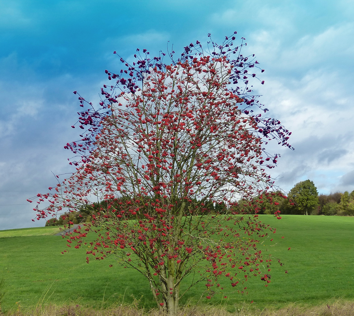 Der Baum