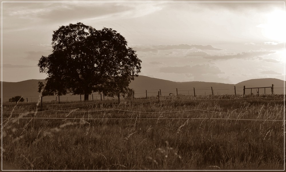 Der Baum