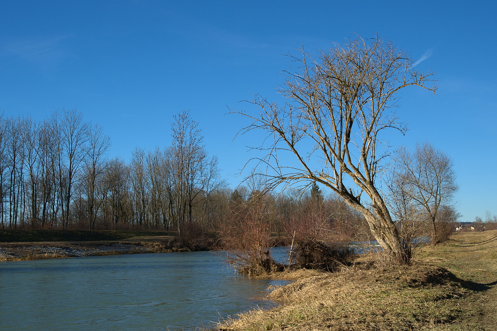 Der Baum