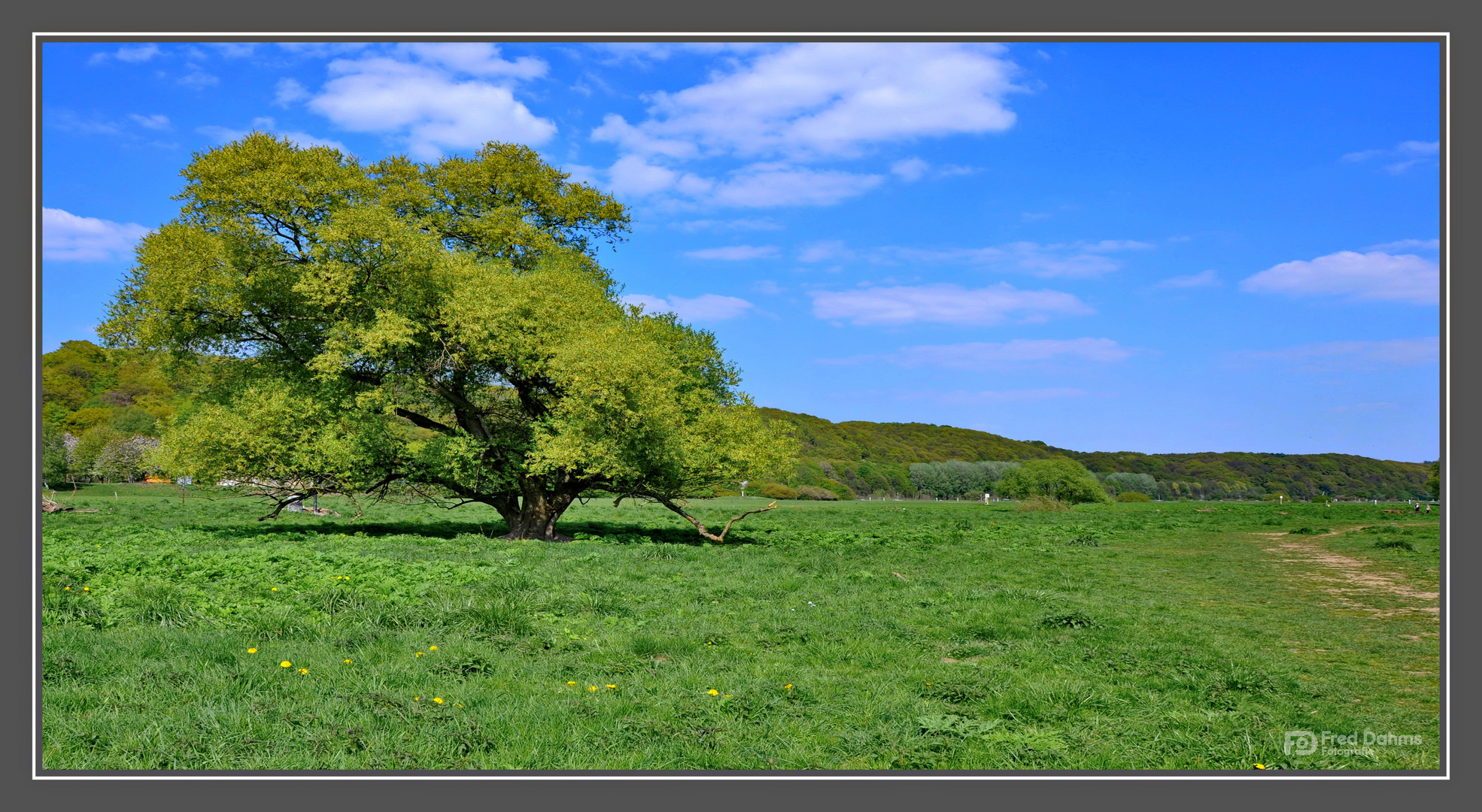 Der Baum