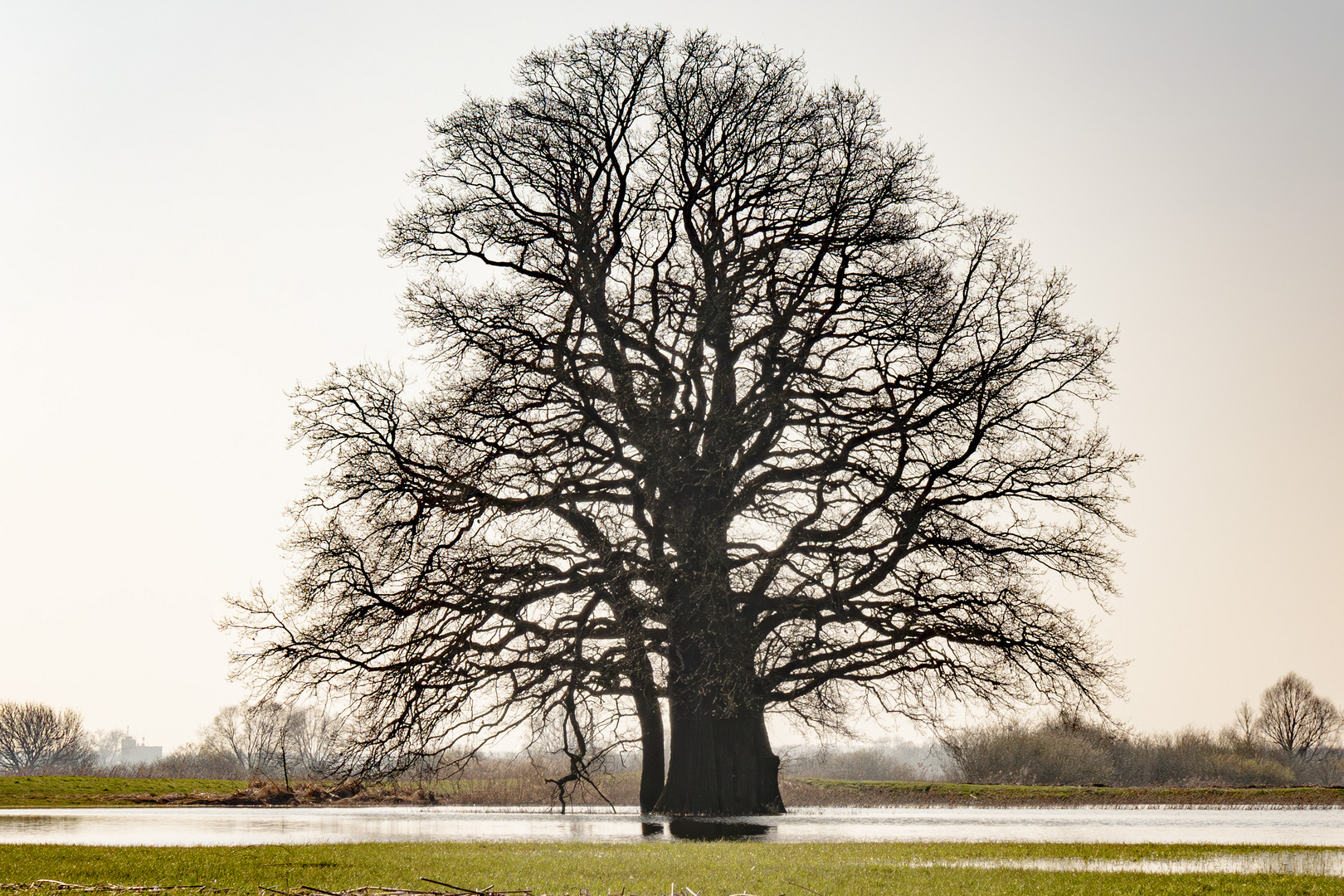 Der Baum 