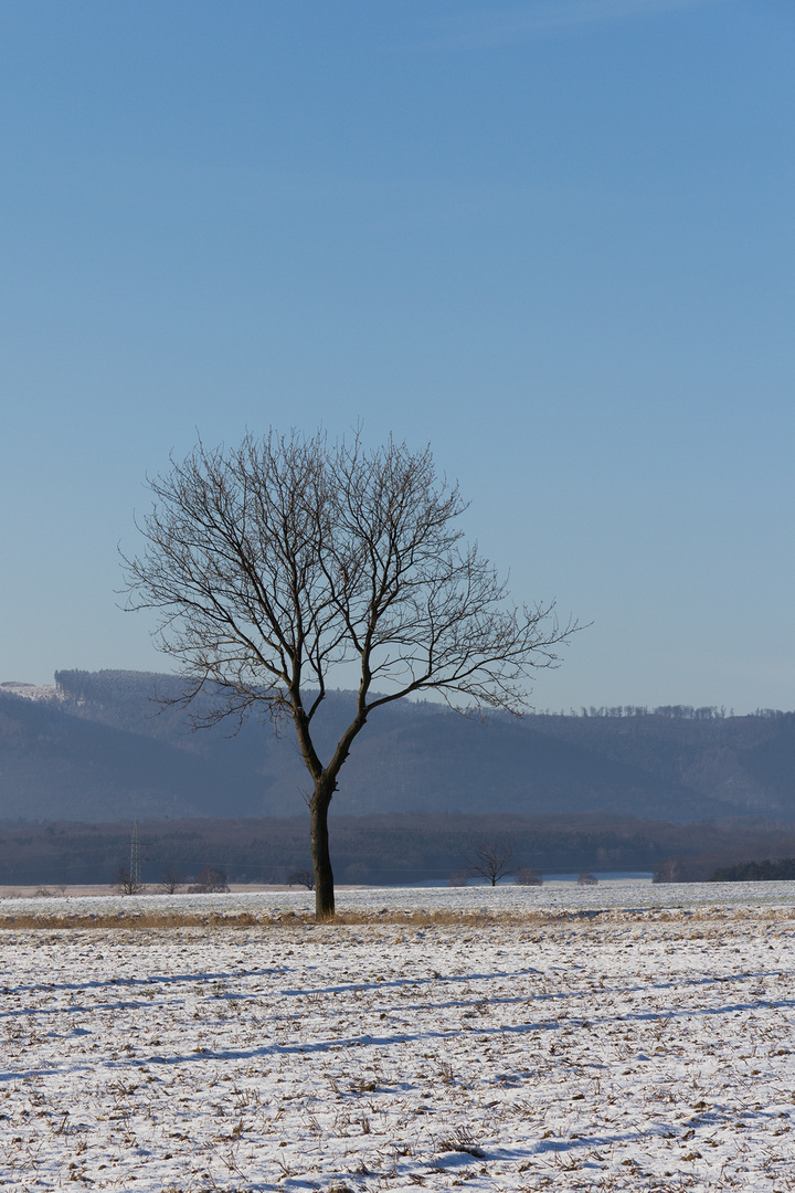 Der Baum