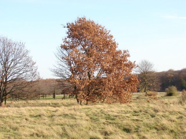 Der Baum