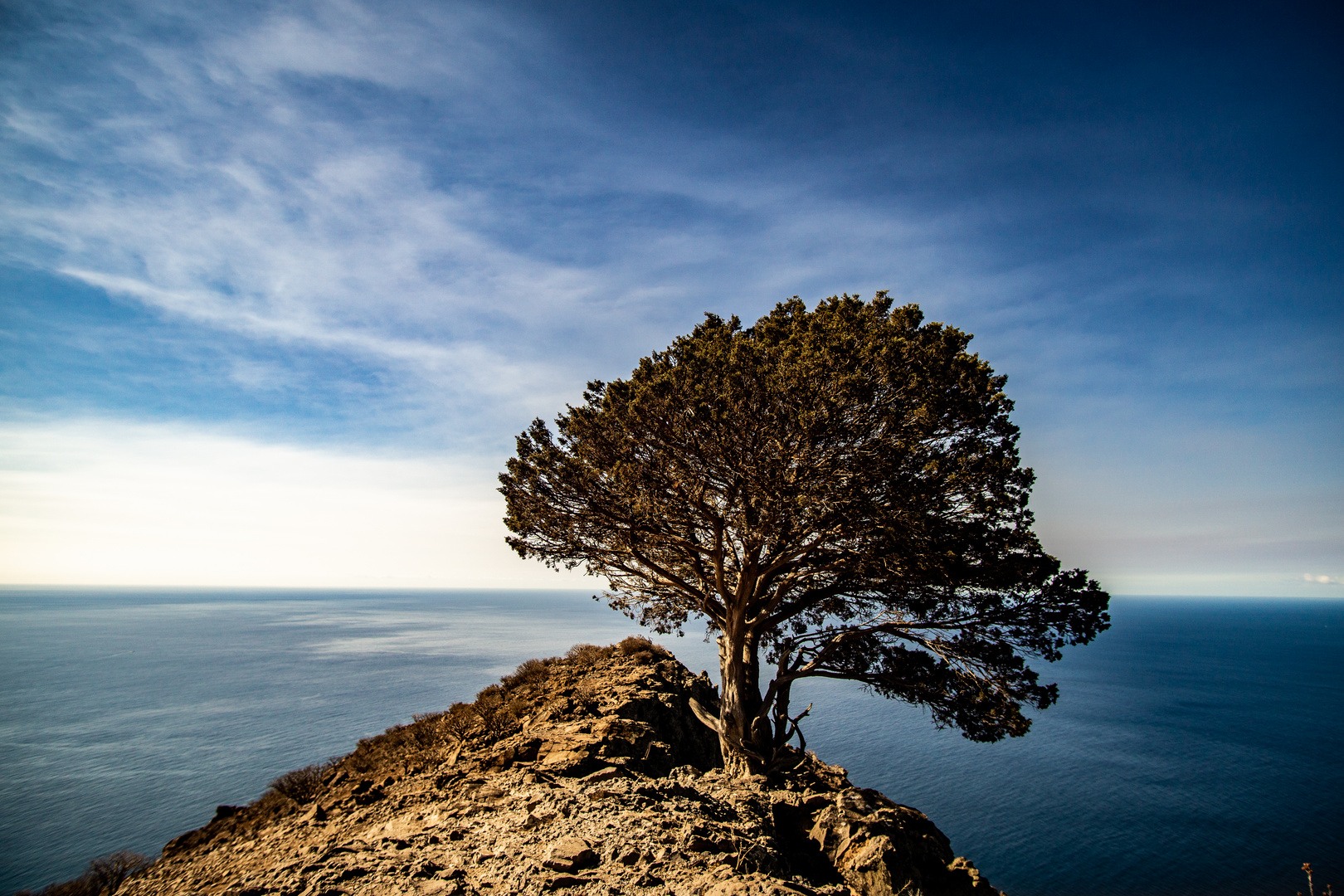 Der Baum