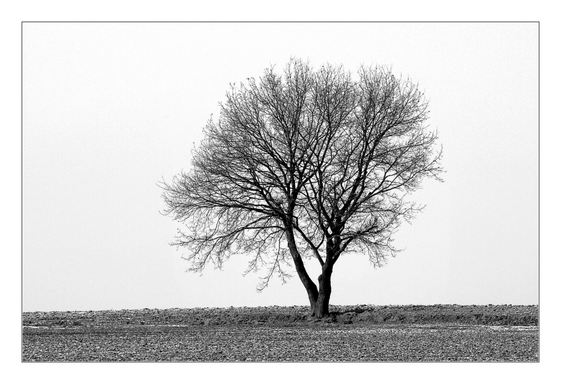 Der Baum