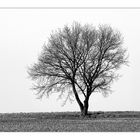 Der Baum