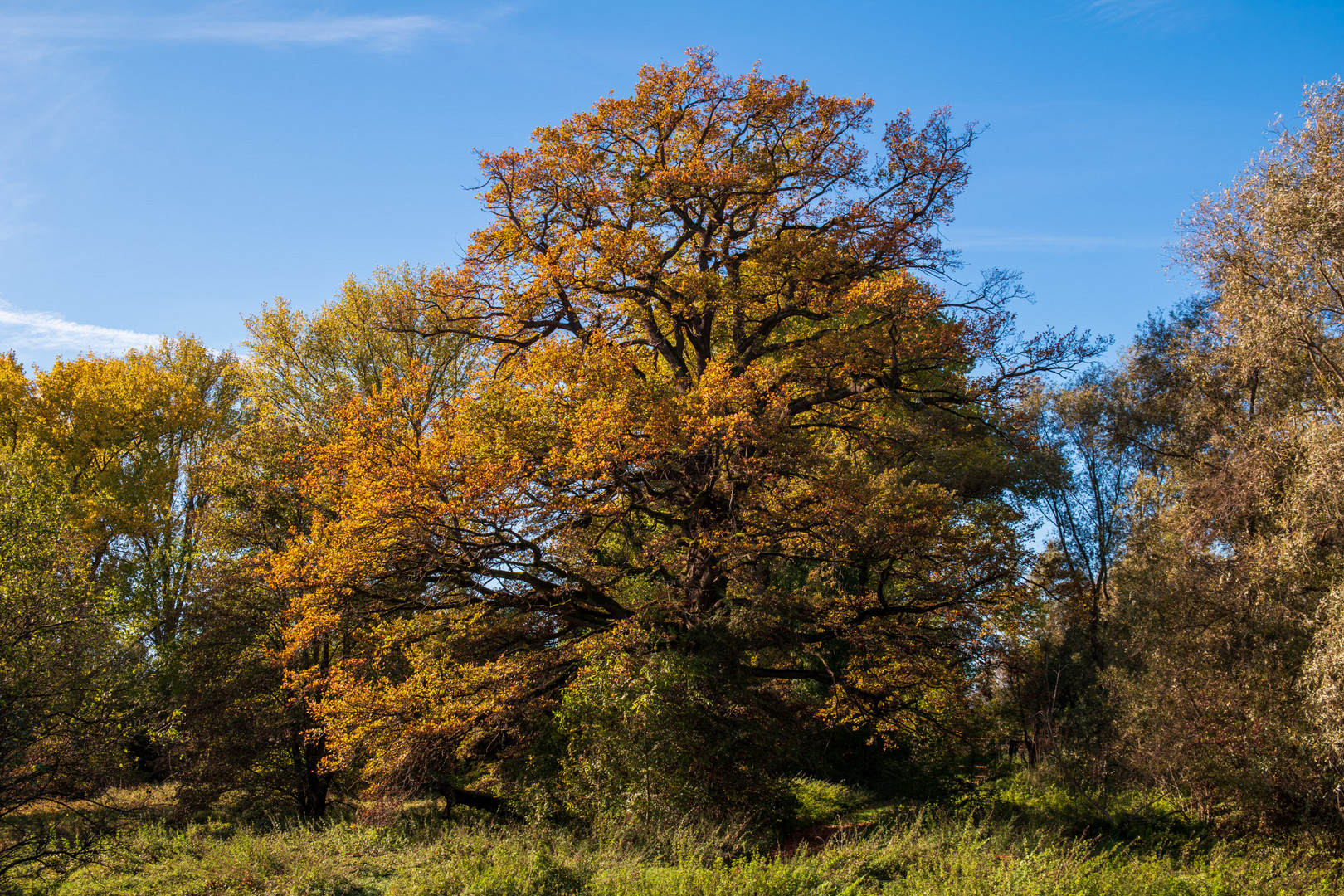 Der Baum