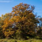 Der Baum