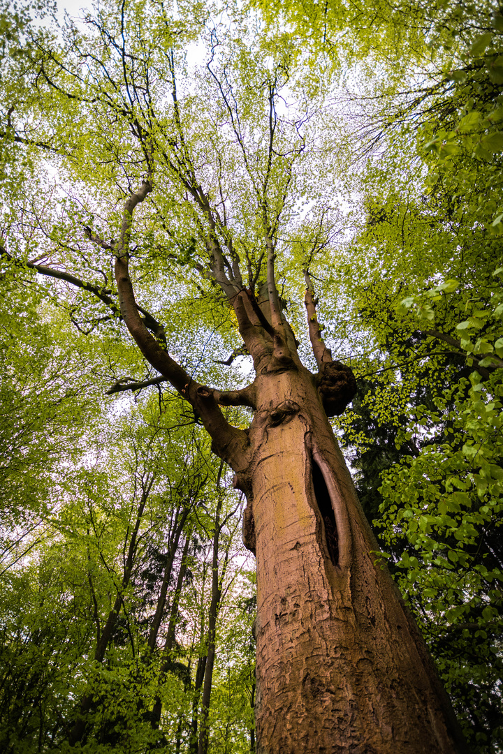 Der Baum