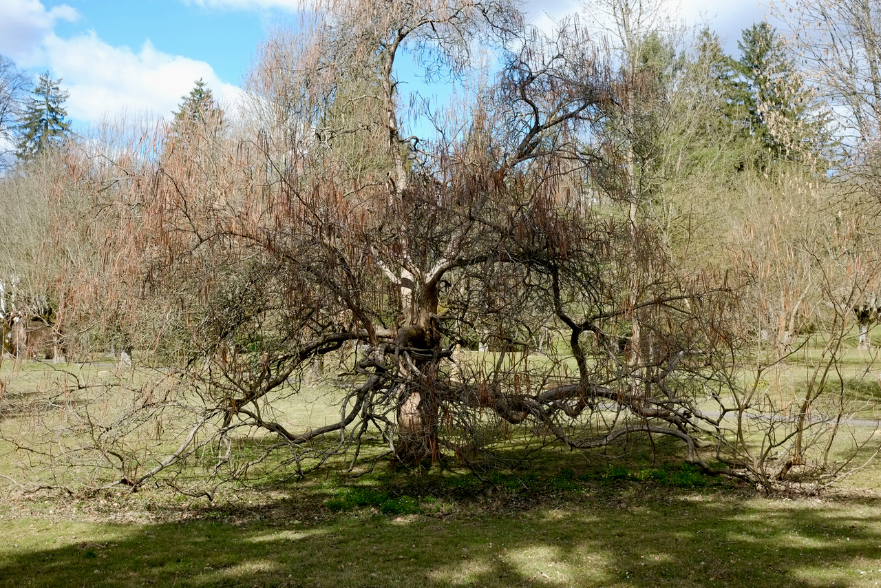 Der Baum