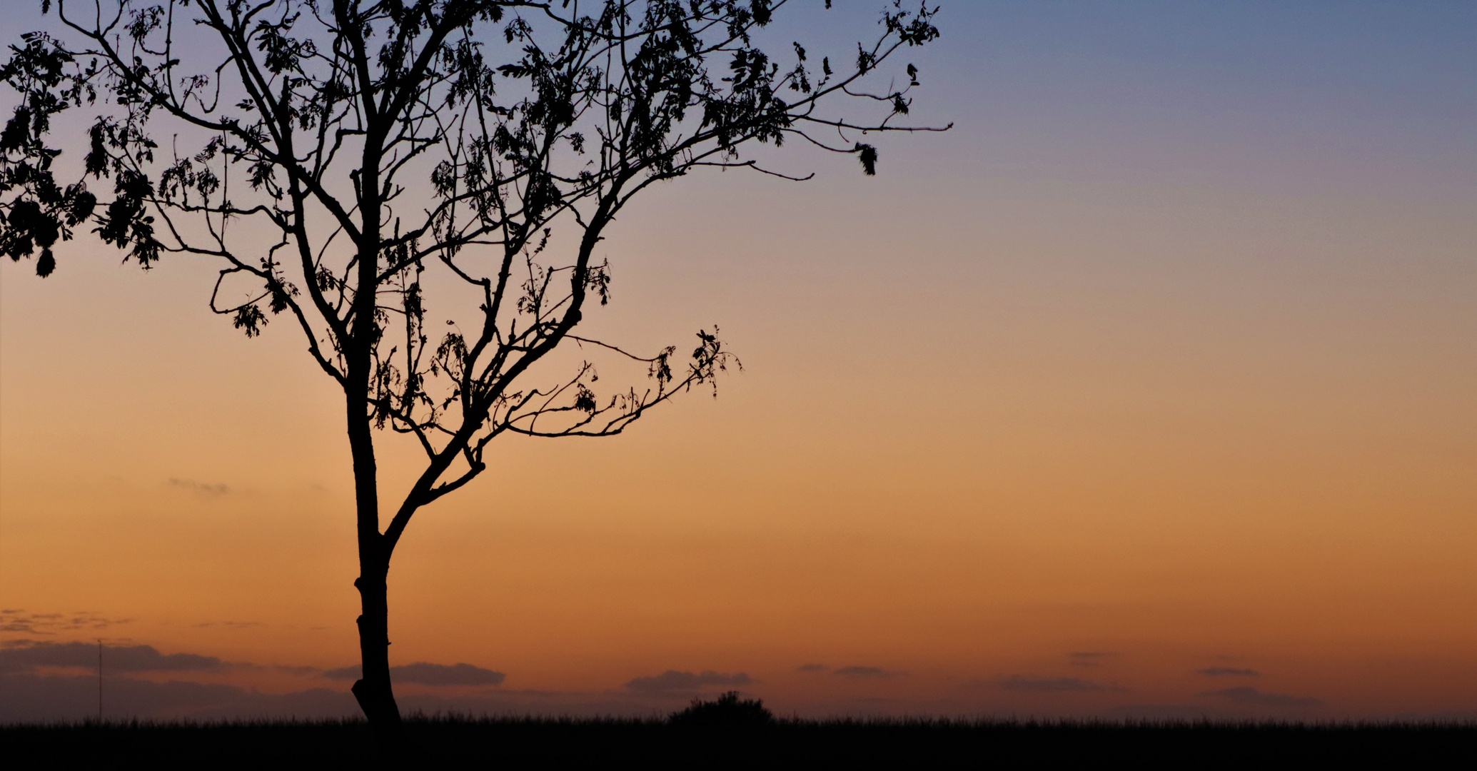 Der Baum