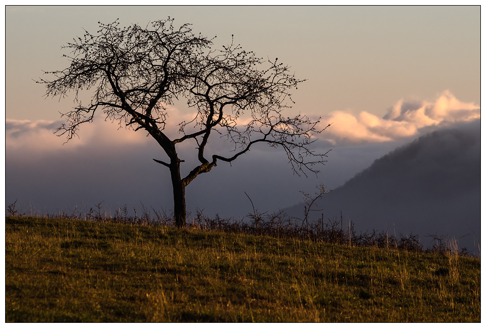 Der Baum...