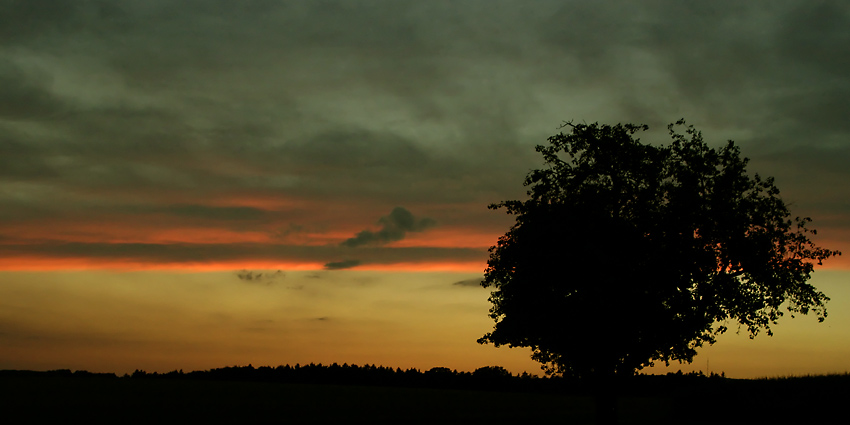 Der Baum by Benno Westmaier