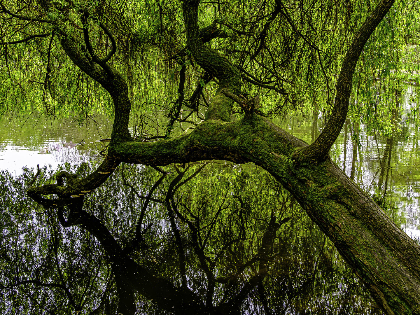 Der Baum