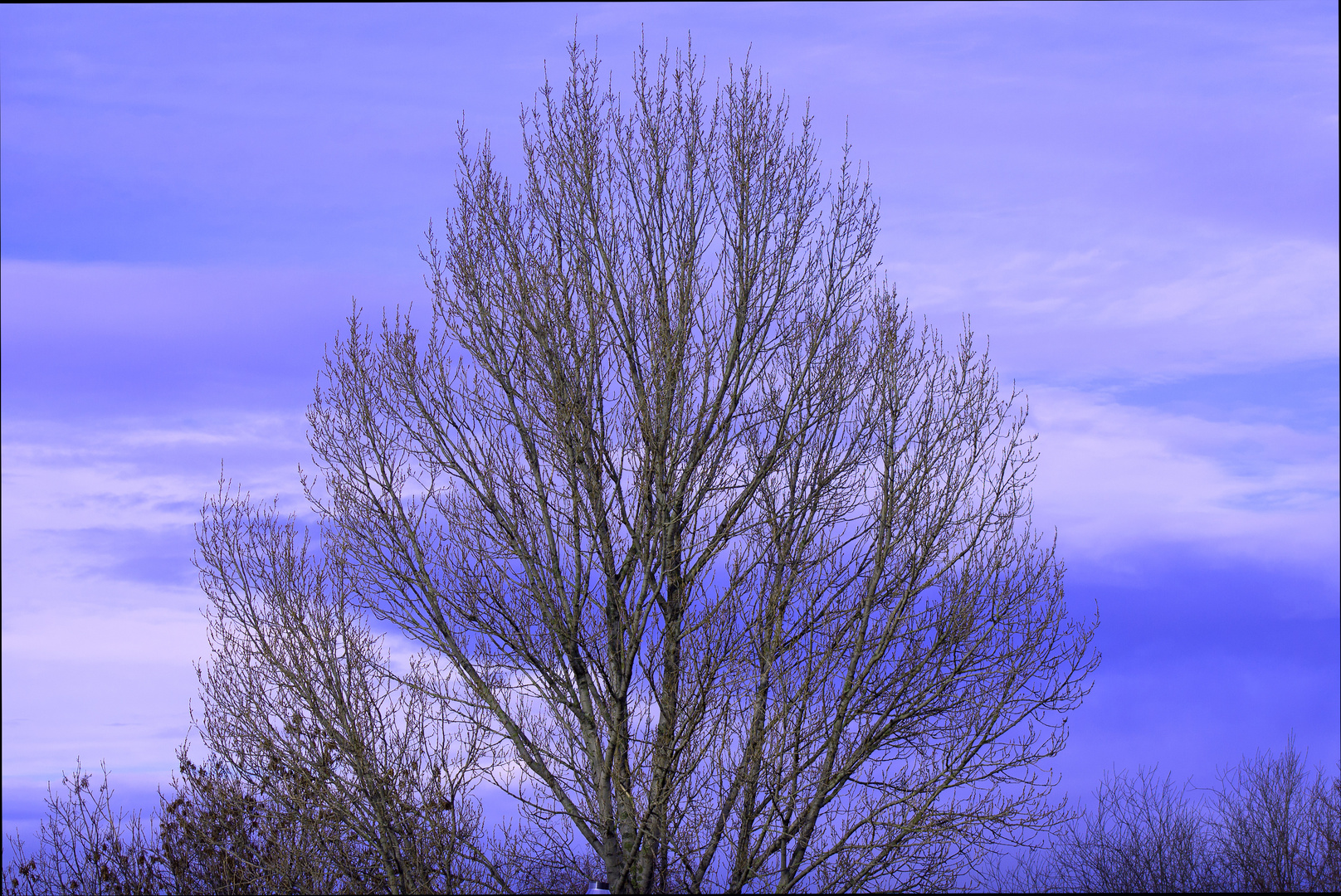 Der Baum