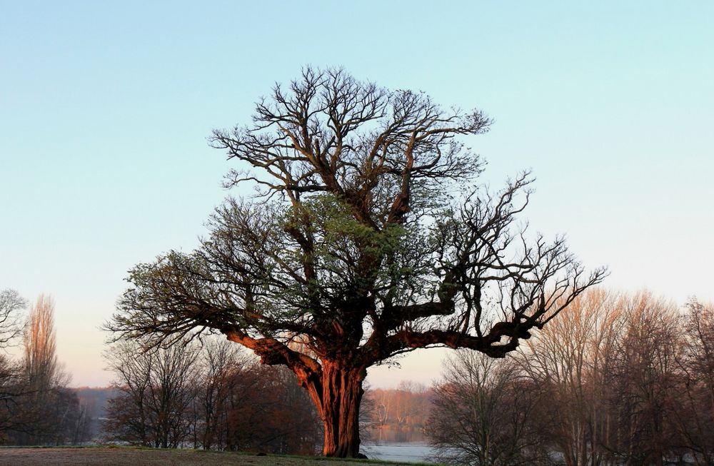 Der Baum