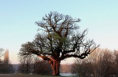 Der Baum