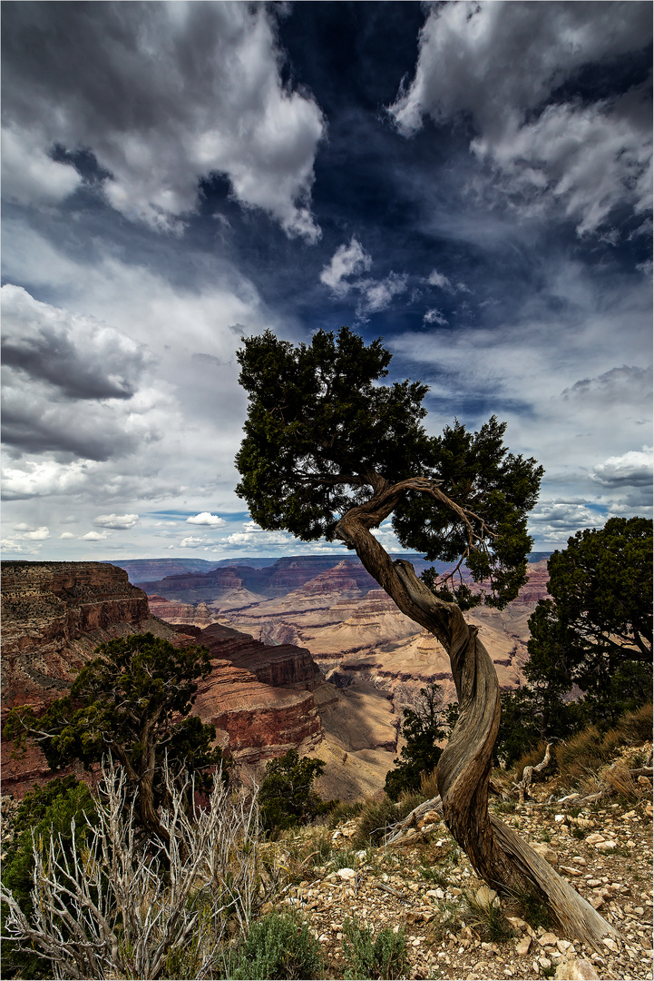 Der Baum