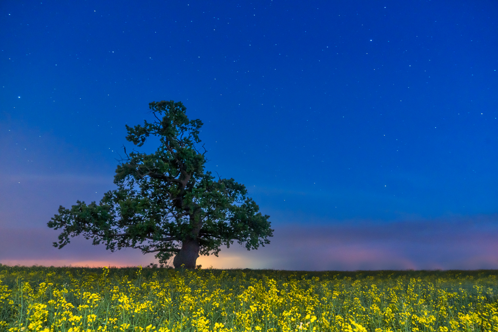 Der Baum