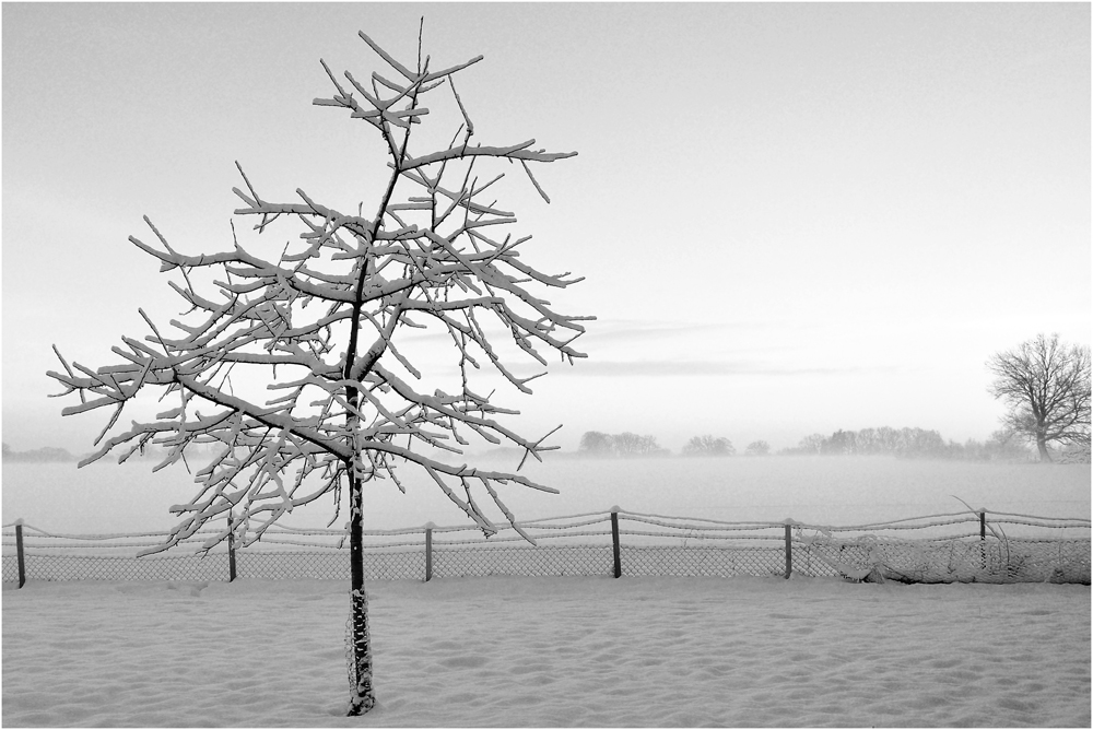 Der Baum