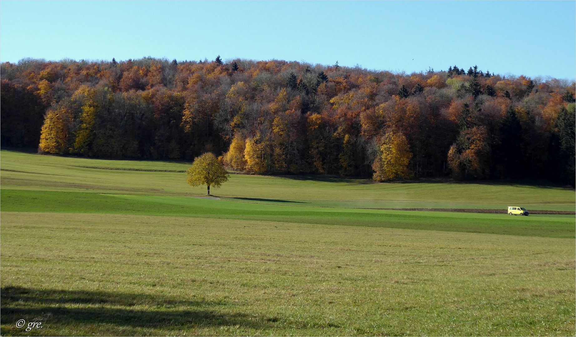 Der Baum