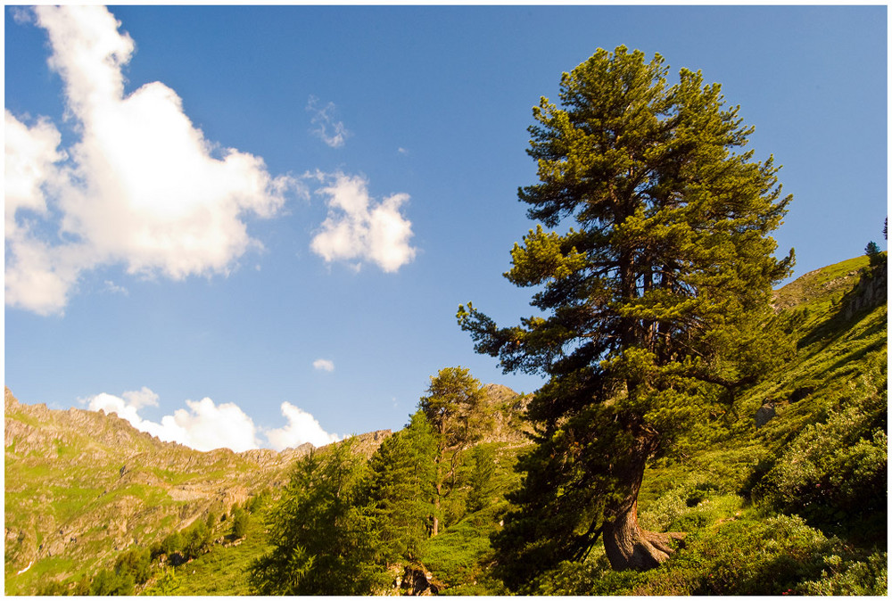 Der Baum