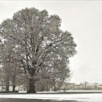 der Baum