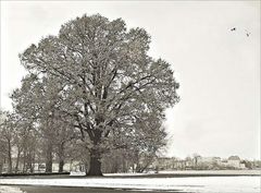 der Baum