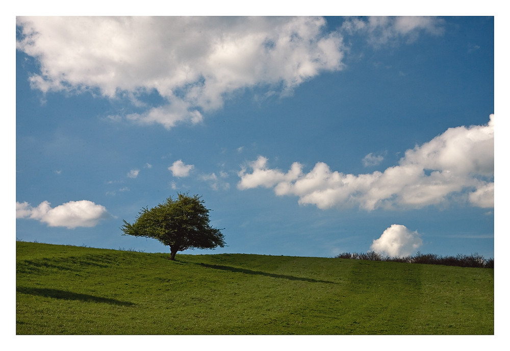 Der Baum ...