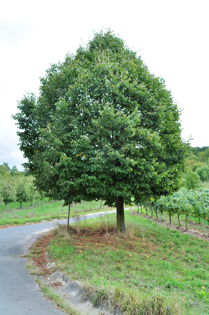 Der Baum