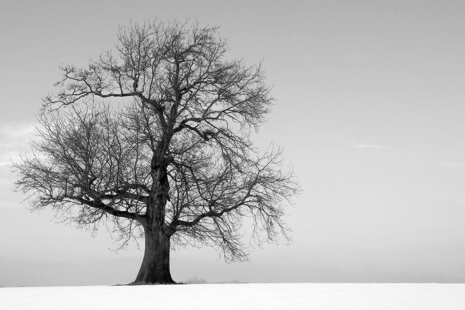 Der Baum