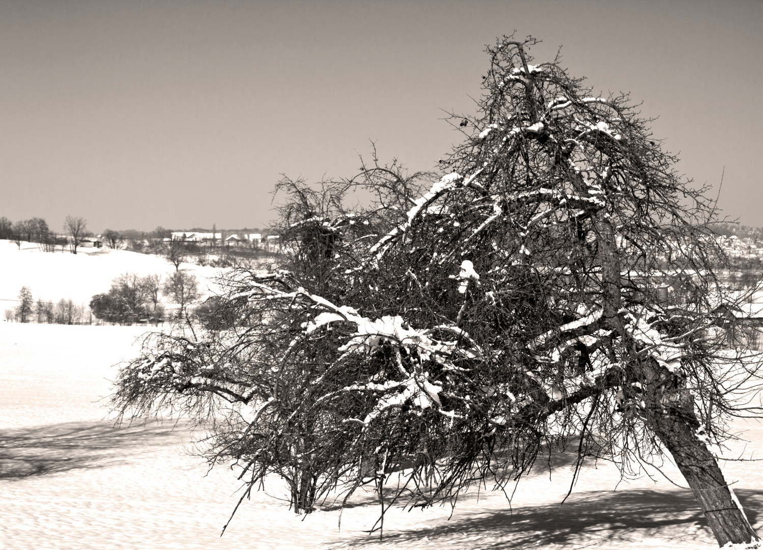 Der Baum