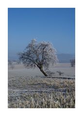 Der Baum