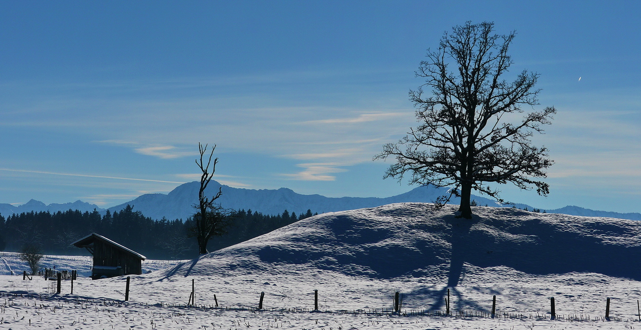 Der Baum