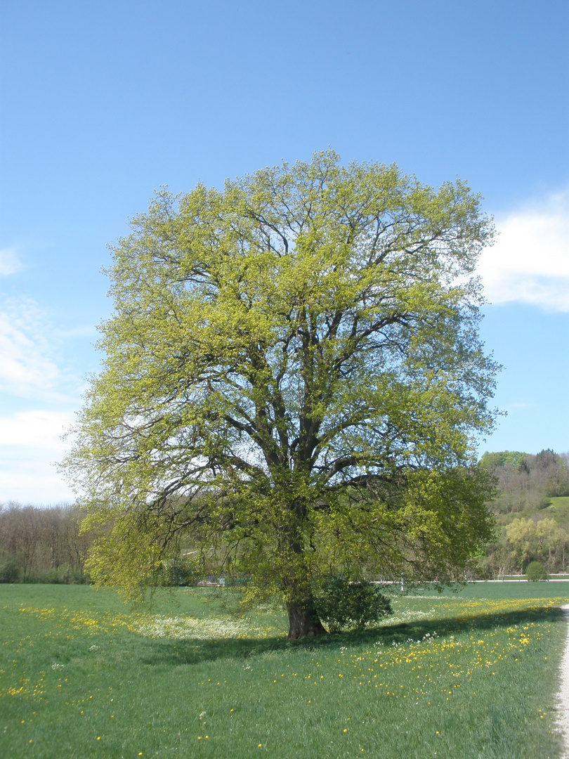 Der Baum!!