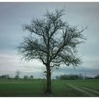 Der Baum